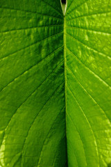 Close up of tropical plant leaf