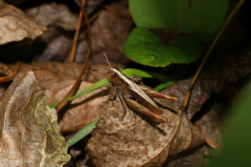 Rote Keulenschrecke, Heuschrecke, Grashüpfer, Weibchen, Comphocerus rufus