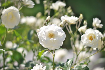 Obraz premium 薔薇