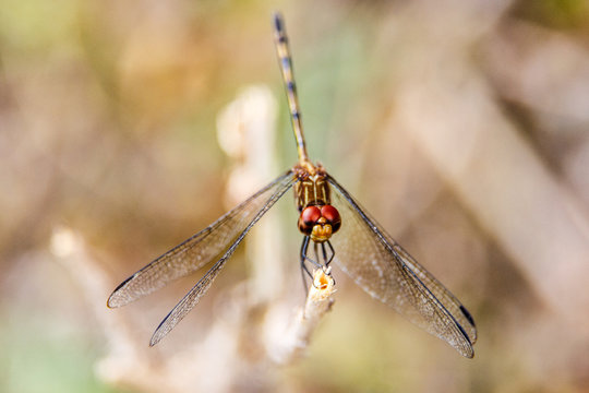 Dragonfly detail