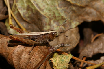 Rote Keulenschrecke, Heuschrecke, Grashüpfer, Weibchen, Comphocerus rufus