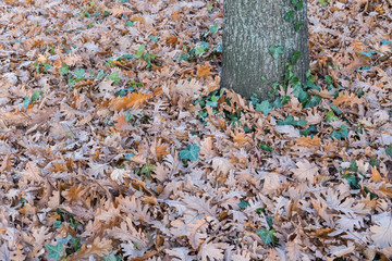 Green and Brown Leaves on the Ground, Autumn, Fall Season Backgr