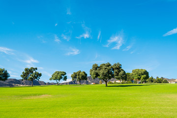 trees in a green meadow in California