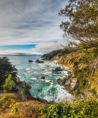 plants by Big Sur rocky shore