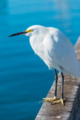 snowy egret on a wooden handrail