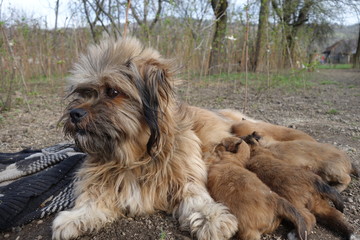 Dog with small dogs