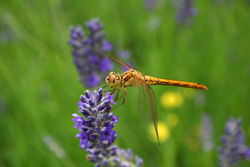 Libellule