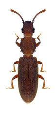 Beetle Oryzaephilus surinamensis on a white background