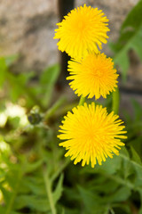 Three dandelions enjoying the springtime sun