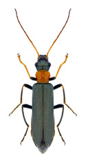 Beetle Oedemera croceicollis on a white background