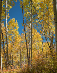 Aspens No. 1, East Lake Creek Trail, 2016