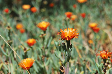 blossoming Lampranthus multiradiatus