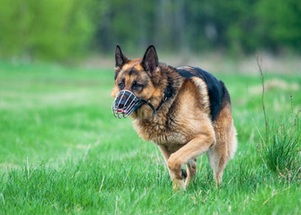 Police German shepherd dog running on grass