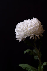 White chrysanthemum on the dark background.
