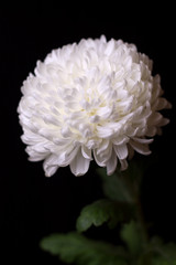 One white chrysanthemum on the black background.