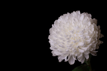 Beautiful white chrysanthemum on a black background.