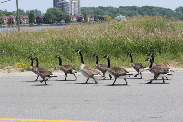 Adult and older goslings (Canada Geese) walking on a paved roadway. © akhug