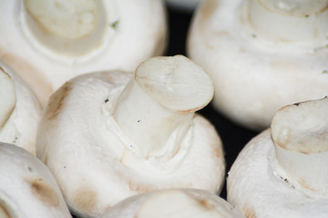 Lot of mushrooms on black background