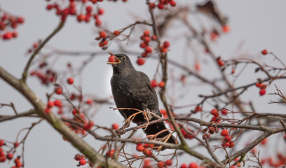 amsel mit beere