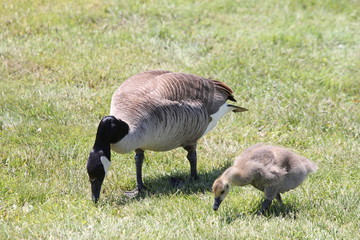 Naklejka na ściany i meble Adult and little gosling (Canada Geese) about 1 month old in the grass and foraging for food,