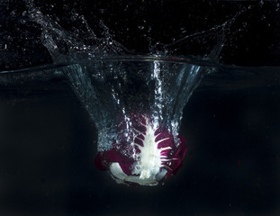Chicory splashing in the water with bubbles