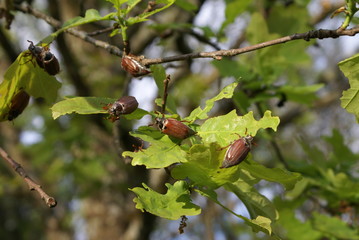 May beetles eat the leaves of the oak tree