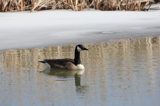 Canada Goose swimming in a marsh of freshly thawing ice.