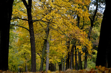Germany, Leipzig, Clara-Zetkin-Park autumnal forest