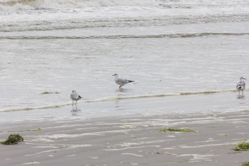 Lachmöwe(n) an der Ostsee