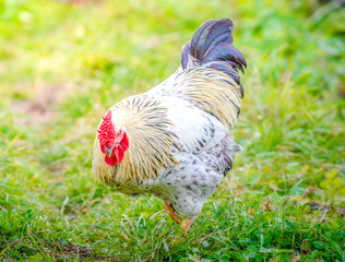 Home grown rooster with a white yellow bright color looking at the grass for something to eat...