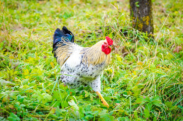 White rooster walking in a rural fresh green garden with a serious organic look suggesting healthy...