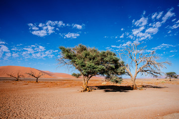 Trees at Dune 45
