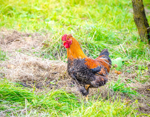 Brown orange chicken walking angry in the garden with bright calm warm light and fresh green grass