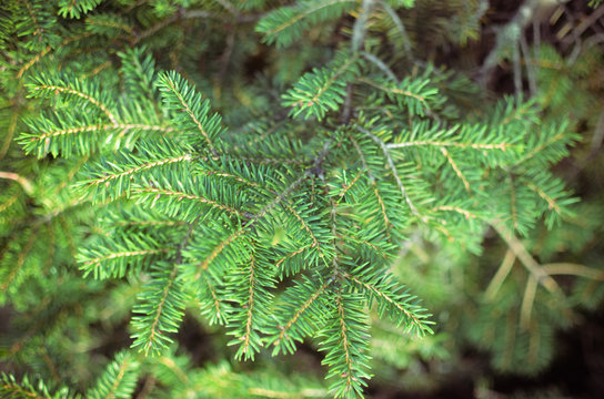 Green branches of conifer closeup