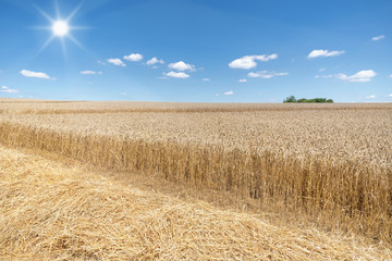 Stroh vor einem teilweise bereits abgeernteten, reifen Weizenfeld im Sonnenschein