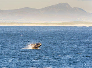 Naklejka premium Southern Right Whale Breaches