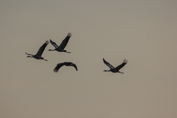 Kraniche im Flug