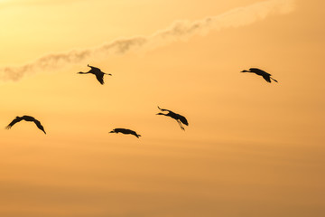 Kraniche im Flug