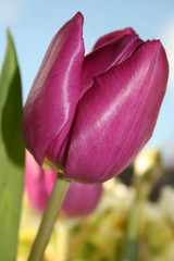 Fototapeta premium tulip
