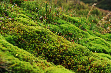 Amazing close up green moss background of beauty forest.