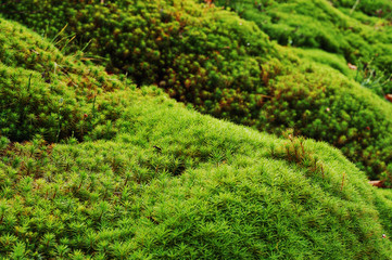 Amazing close up green moss background of beauty forest.