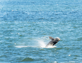 Southern Right Whale Jumping