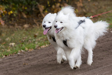 Twee witte husky honden rennen mee in de wedstrijd.