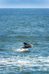 Obraz premium Southern Right Whale Jumping