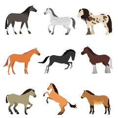 Different horses breed vector set.