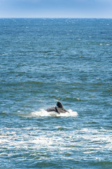 Fototapeta premium Southern Right Whale Jumping