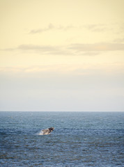 Fototapeta premium Southern Right Whale Jumps
