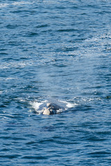 Southern Right Whale Surfaces