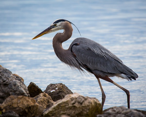 Great Blue Heron