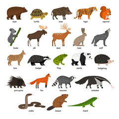 Collection of Forest wild animals